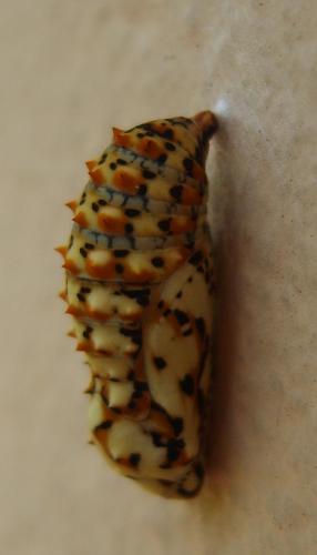 Melitaea didyma