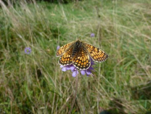 Melitaea parthenoides