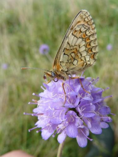 Melitaea parthenoides