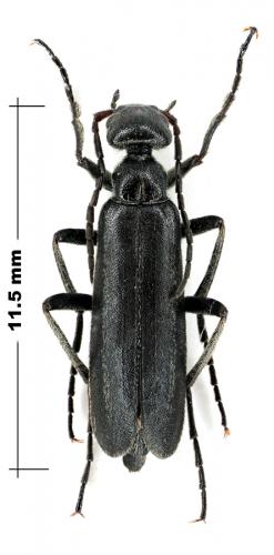 Epicauta megalocephala