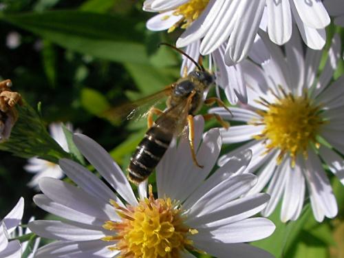 Réf. 62 916 : Halictus sexcinctus