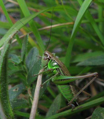 Roeseliana roeselii