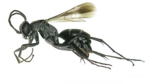 Réf. 62 989 : Microphadnus pumilus