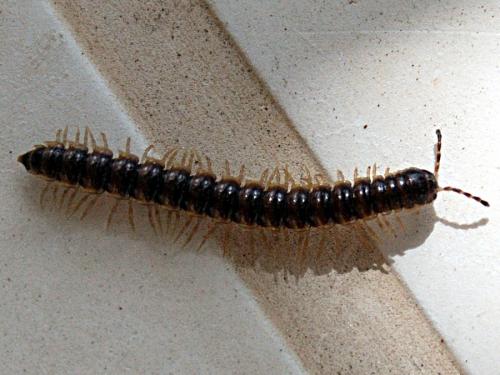 Oxidus Gracilis Mille Pattes Le Monde Des Insectes