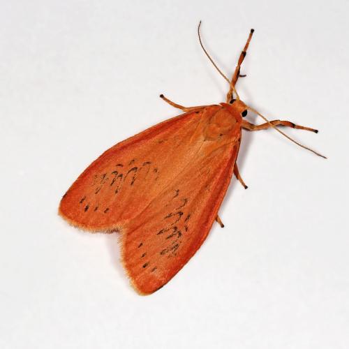 Réf. 62 048 : Miltochrista miniata