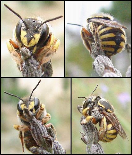 Anthidium manicatum