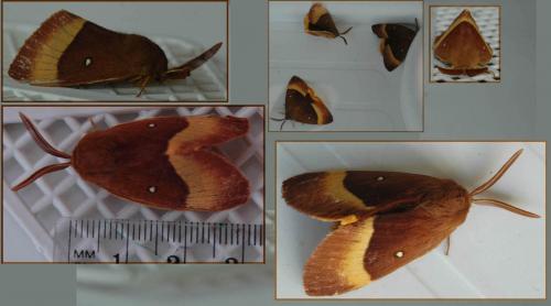 Lasiocampa quercus