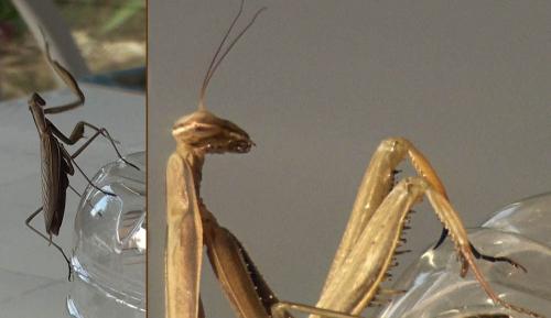 Mantis religiosa