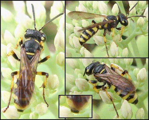 Cerceris sp.
