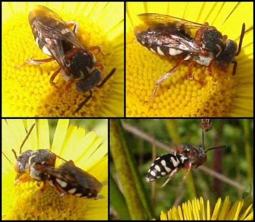 Réf. 62 184 : Epeolus sp.