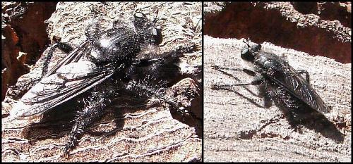 Andrenosoma atrum