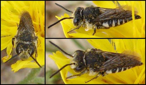 Coelioxys sp.