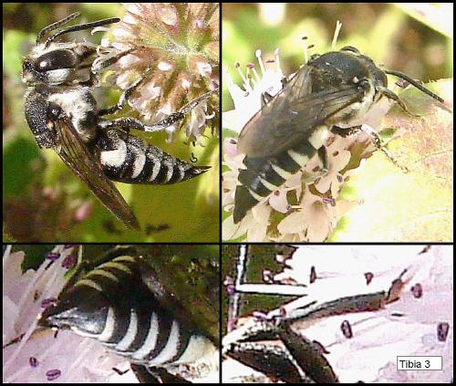 Coelioxys conoidea