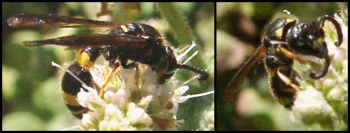 Réf. 62 307 : Eumeninae inconnu