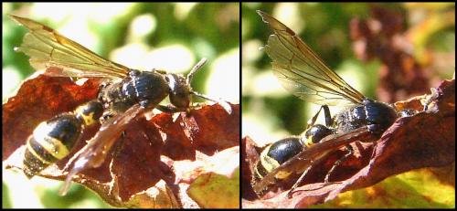 Réf. 62 306 : Discoelius zonalis
