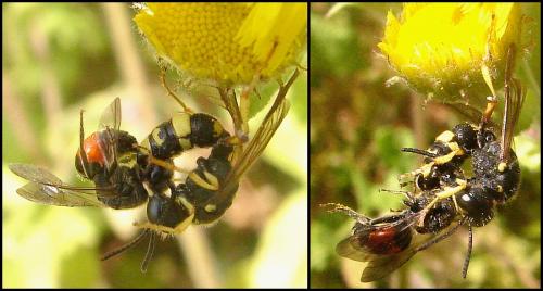 Cerceris sp.