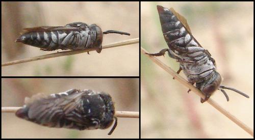 Réf. 62 509 : Coelioxys afra