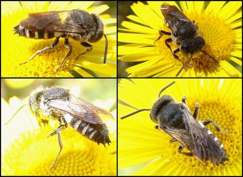 Coelioxys sp.