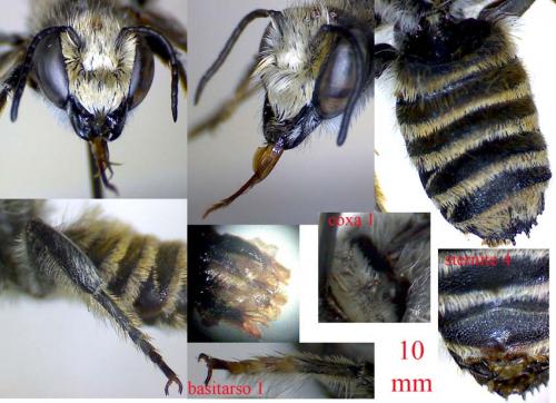 Réf. 62 715 : Megachile sp.