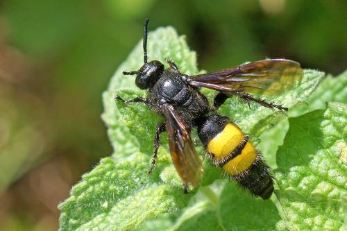 Scolia hirta hirta