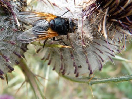 Mesembrina meridiana