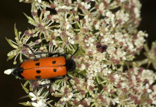 Réf. 62 145 : Mylabris quadripunctata