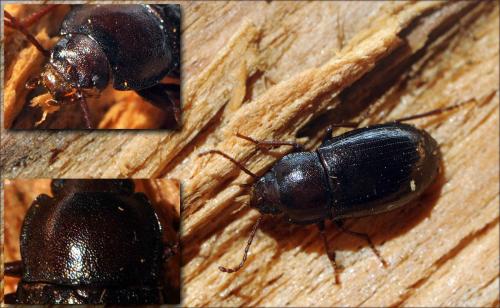 Réf. 62 756 : Nalassus ecoffeti