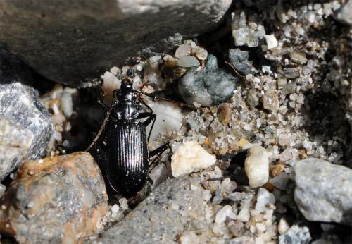 Réf. 62 760 : Nebria jockischii