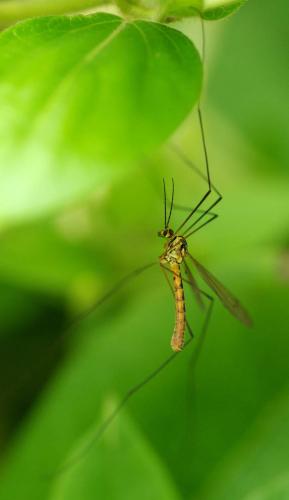 Nephrotoma flavescens
