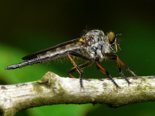 Neoitamus cyanurus