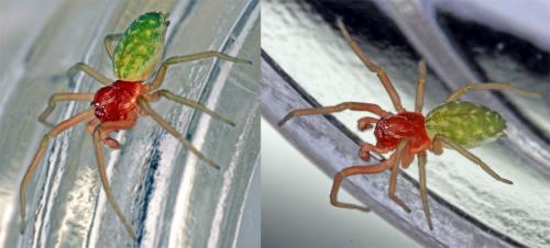 Réf. 62 848 : Nigma walckenaeri