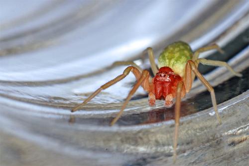 Nigma walckenaeri