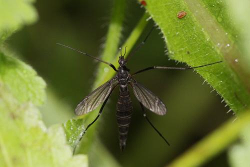 Réf. 62 901 : Nigrotipula nigra