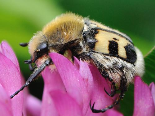 Réf. 62 674 : Trichius fasciatus