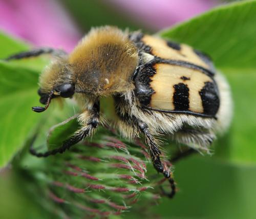 Trichius fasciatus