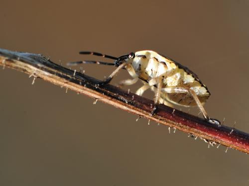 Carpocoris sp.
