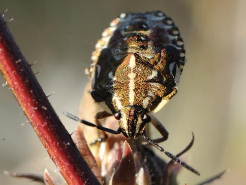 Carpocoris sp.