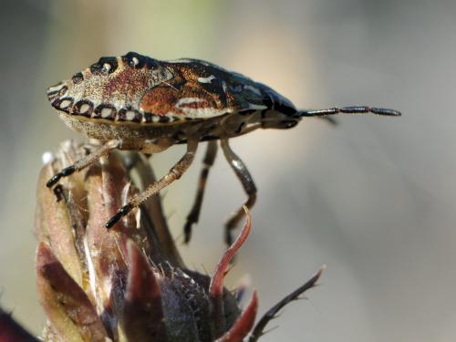 Carpocoris sp.