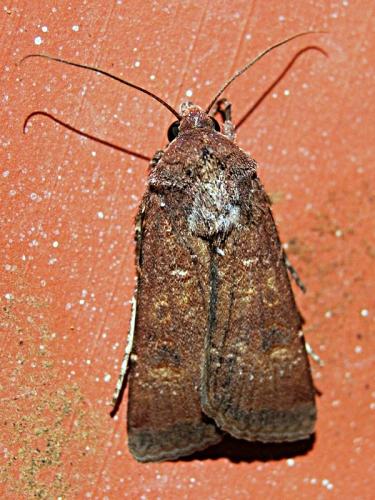 Xestia xanthographa