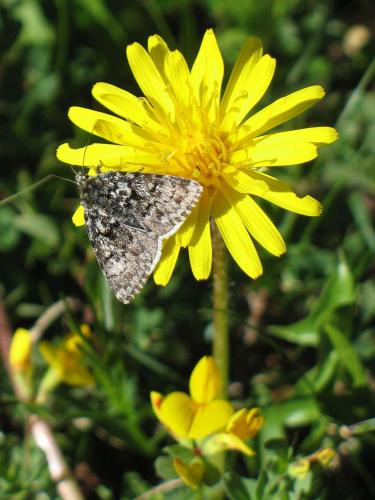 Réf. 62 823 : Anarta melanopa