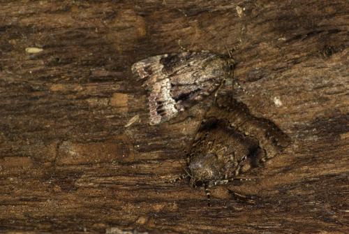 Réf. 62 360 : Amphipyra sp.