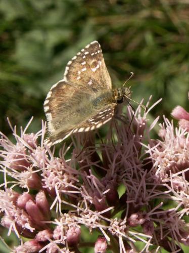 Pyrgus sp.