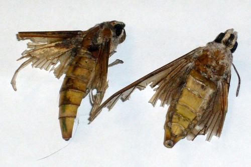 Réf. 62 538 : Agrius convolvuli