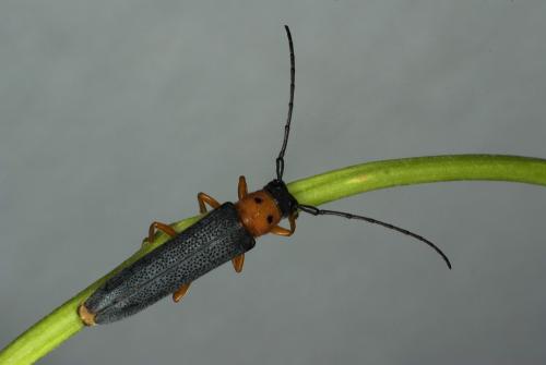 Réf. 62 497 : Oberea oculata