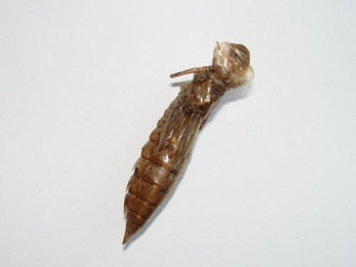 Aeshna mixta