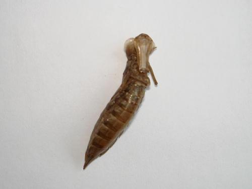Réf. 62 553 : Aeshna mixta