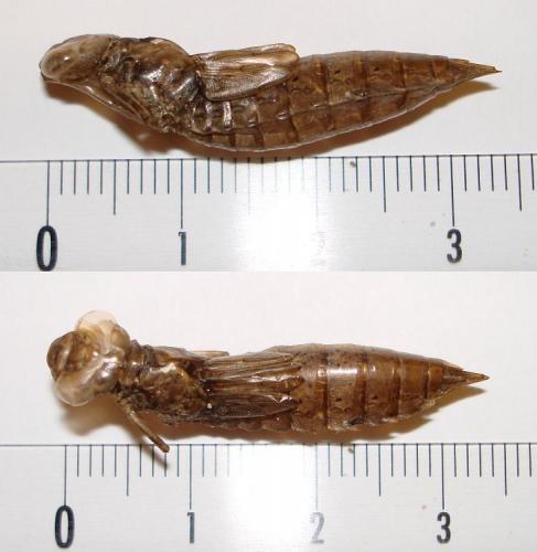 Aeshna mixta