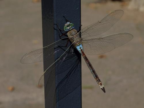 Anax parthenope