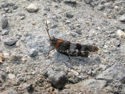 Réf. 62 303 : Oedipoda caerulescens caerulescens