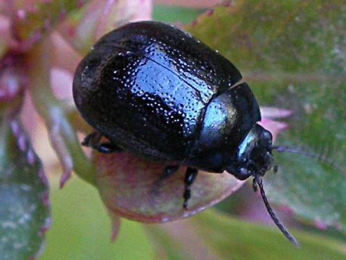Chrysolina sp.